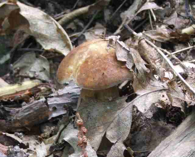  Image name: 151 Porcino.jpg 
 width: 640 pixel 
 height: 517 pixel 
 Size: 25280 bytes 
 Click to enlarge 